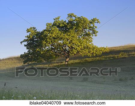 "Oak tree on a rough pasture in the morning light, Seidenbachtal valley, Eifel, North Rhine-Westphalia, Germany, Europe" View Large Photo Image Stock Photo - "Oak tree on a rough pasture in the morning light, Seidenbachtal valley, Eifel, North Rhine-Westphalia, Germany, Europe". Fotosearch