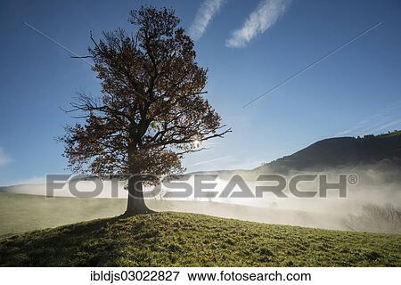 "Oak tree (Quercus) with autumnal foliage, backlit with fog, Schauinsland, Baden-Wurttemberg, Germany, Europe" View Large Photo Image Stock Photo - "Oak tree (Quercus) with autumnal foliage, backlit with fog, Schauinsland, Baden-Wurttemberg, Germany, Europe". Fotosearch