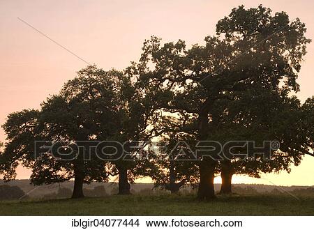 "Oak trees at sunrise, at Beberbeck, Hesse, Germany, Europe" View Large Photo Image Picture - "Oak trees at sunrise, at Beberbeck, Hesse, Germany, Europe". Fotosearch
