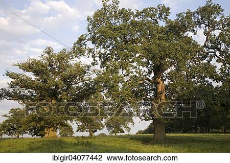 "Oak trees in the evening light, at Beberbeck, Hesse, Germany, Europe" View Large Photo Image Stock Image - "Oak trees in the evening light, at Beberbeck, Hesse, Germany, Europe". Fotosearch