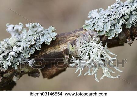 Picture - "Oakmoss (Evernia prunastri) and lichens (Cetraria chlorophylla), on a birch tree, St. Peter-Ording, North Frisia, Schleswig-Holstein, Germany, Europe". Fotosearch