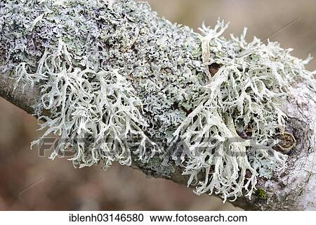 "Oakmoss (Evernia prunastri) and lichens (Cetraria chlorophylla), on a birch tree, St. Peter-Ording, North Frisia, Schleswig-Holstein, Germany, Europe" View Large Photo Image Stock Image - "Oakmoss (Evernia prunastri) and lichens (Cetraria chlorophylla), on a birch tree, St. Peter-Ording, North Frisia, Schleswig-Holstein, Germany, Europe". Fotosearch
