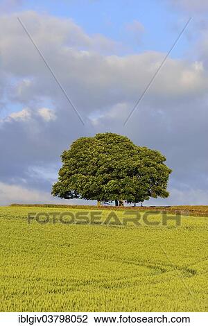 "Oaks in a cornfield, Haydon Bridge, Northumberland, England, United Kingdom, Europe" View Large Photo Image Stock Image - "Oaks in a cornfield, Haydon Bridge, Northumberland, England, United Kingdom, Europe". Fotosearch