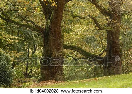 "Oaks (Quercus), autumn, Karlsbad, Germany, Europe" View Large Photo Image Stock Photo - "Oaks (Quercus), autumn, Karlsbad, Germany, Europe". Fotosearch