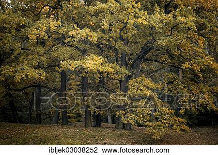 "Oaks (Quercus sp. ) in autumn, Branitzer Park, Cottbus, Brandenburg, Germany, Europe" View Large Photo Image Stock Image - "Oaks (Quercus sp. ) in autumn, Branitzer Park, Cottbus, Brandenburg, Germany, Europe". Fotosearch