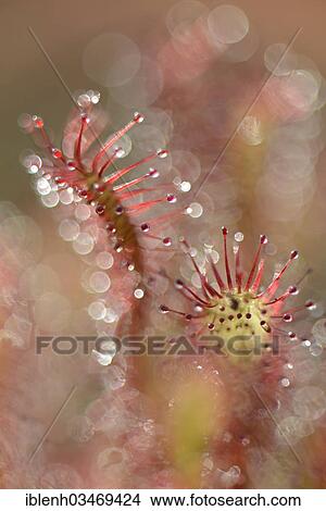 "Oblong-leaved Sundew or Spoonleaf Sundew (Drosera intermedia), Fehndorf, Emsland, Lower Saxony, Germany, Europe" View Large Photo Image Picture - "Oblong-leaved Sundew or Spoonleaf Sundew (Drosera intermedia), Fehndorf, Emsland, Lower Saxony, Germany, Europe". Fotosearch