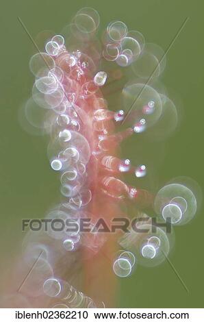 "Oblong-leaved Sundew or Spoonleaf Sundew (Drosera intermedia), Haren, Emsland, Lower Saxony, Germany, Europe" View Large Photo Image Stock Image - "Oblong-leaved Sundew or Spoonleaf Sundew (Drosera intermedia), Haren, Emsland, Lower Saxony, Germany, Europe". Fotosearch