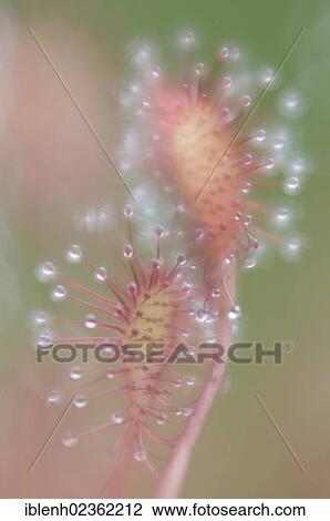 "Oblong-leaved Sundew or Spoonleaf Sundew (Drosera intermedia), Haren, Emsland, Lower Saxony, Germany, Europe" View Large Photo Image Stock Image - "Oblong-leaved Sundew or Spoonleaf Sundew (Drosera intermedia), Haren, Emsland, Lower Saxony, Germany, Europe". Fotosearch