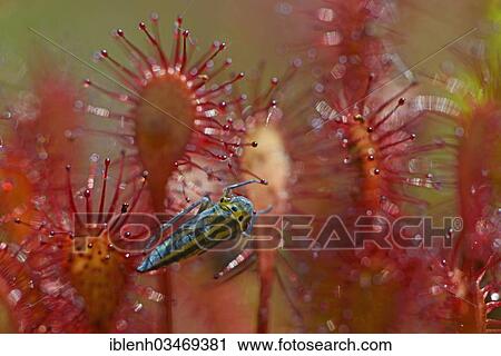 "Oblong-leaved Sundew or Spoonleaf Sundew (Drosera intermedia) with a grasshopper larva, Fehndorf, Emsland, Lower Saxony, Germany, Europe" View Large Photo Image Stock Image - "Oblong-leaved Sundew or Spoonleaf Sundew (Drosera intermedia) with a grasshopper larva, Fehndorf, Emsland, Lower Saxony, Germany, Europe". Fotosearch