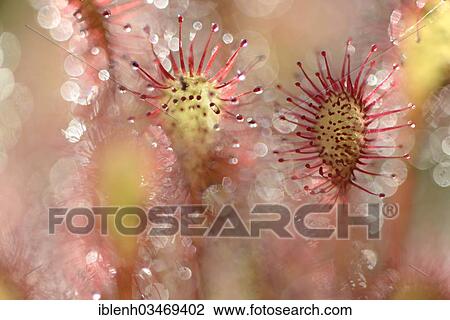 "Oblong-leaved Sundew or Spoonleaf Sundew (Drosera intermedia), Fehndorf, Emsland, Lower Saxony, Germany, Europe" View Large Photo Image Stock Image - "Oblong-leaved Sundew or Spoonleaf Sundew (Drosera intermedia), Fehndorf, Emsland, Lower Saxony, Germany, Europe". Fotosearch