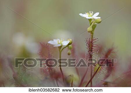 "Oblong-leaved Sundew or Spoonleaf Sundew (Drosera intermedia), flowering, Haren, Emsland, Lower Saxony, Germany, Europe" View Large Photo Image Stock Image - "Oblong-leaved Sundew or Spoonleaf Sundew (Drosera intermedia), flowering, Haren, Emsland, Lower Saxony, Germany, Europe". Fotosearch