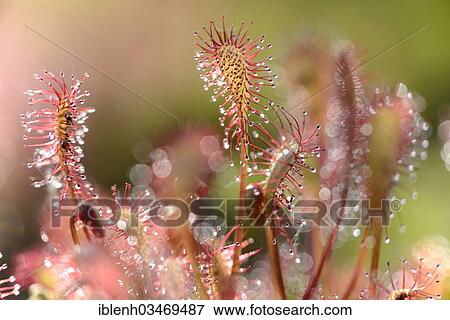 "Oblong-leaved Sundew or Spoonleaf Sundew (Drosera intermedia), Fehndorf, Emsland, Lower Saxony, Germany, Europe" View Large Photo Image Stock Photo - "Oblong-leaved Sundew or Spoonleaf Sundew (Drosera intermedia), Fehndorf, Emsland, Lower Saxony, Germany, Europe". Fotosearch