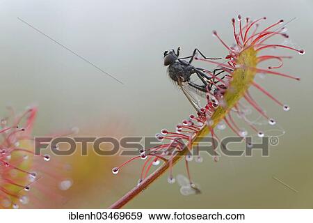 Stock Photo - "Oblong-leaved Sundew or Spoonleaf Sundew (Drosera intermedia) with a fly, Fehndorf, Emsland, Lower Saxony, Germany, Europe". Fotosearch