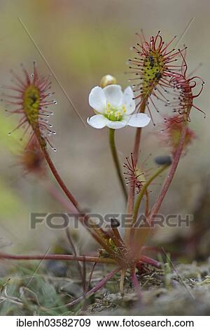 "Oblong-leaved Sundew or Spoonleaf Sundew (Drosera intermedia), flowering, Haren, Emsland, Lower Saxony, Germany, Europe" View Large Photo Image Stock Photo - "Oblong-leaved Sundew or Spoonleaf Sundew (Drosera intermedia), flowering, Haren, Emsland, Lower Saxony, Germany, Europe". Fotosearch