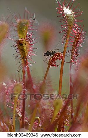 Stock Photograph - "Oblong-leaved Sundew or Spoonleaf Sundew (Drosera intermedia) with a fly, Fehndorf, Emsland, Lower Saxony, Germany, Europe". Fotosearch