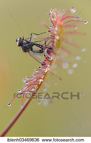 "Oblong-leaved Sundew or Spoonleaf Sundew (Drosera intermedia) with a fly, Fehndorf, Emsland, Lower Saxony, Germany, Europe" View Large Photo Image Stock Photograph - "Oblong-leaved Sundew or Spoonleaf Sundew (Drosera intermedia) with a fly, Fehndorf, Emsland, Lower Saxony, Germany, Europe". Fotosearch