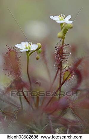 "Oblong-leaved Sundew or Spoonleaf Sundew (Drosera intermedia), flowering, Haren, Emsland, Lower Saxony, Germany, Europe" View Large Photo Image Stock Photograph - "Oblong-leaved Sundew or Spoonleaf Sundew (Drosera intermedia), flowering, Haren, Emsland, Lower Saxony, Germany, Europe". Fotosearch