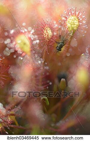 "Oblong-leaved Sundew or Spoonleaf Sundew (Drosera intermedia) with a fly, Fehndorf, Emsland, Lower Saxony, Germany, Europe" View Large Photo Image Stock Photography - "Oblong-leaved Sundew or Spoonleaf Sundew (Drosera intermedia) with a fly, Fehndorf, Emsland, Lower Saxony, Germany, Europe". Fotosearch