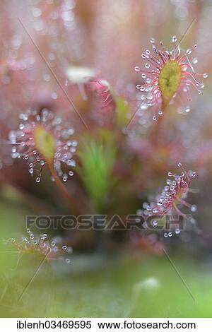 "Oblong-leaved Sundew or Spoonleaf Sundew (Drosera intermedia), Fehndorf, Emsland, Lower Saxony, Germany, Europe" View Large Photo Image Stock Photography - "Oblong-leaved Sundew or Spoonleaf Sundew (Drosera intermedia), Fehndorf, Emsland, Lower Saxony, Germany, Europe". Fotosearch