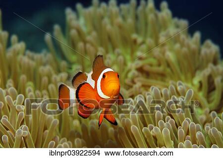 "Ocellaris Clownfish or Common Clownfish (Amphiprion ocellaris), with anemone, Sabang Beach, Puerto Galera, Mindoro, Philippines, Asia" View Large Photo Image Picture - "Ocellaris Clownfish or Common Clownfish (Amphiprion ocellaris), with anemone, Sabang Beach, Puerto Galera, Mindoro, Philippines, Asia". Fotosearch