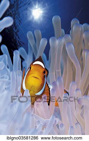 Stock Photograph - "Ocellaris Clownfish or False Percula Clownfish (Amphiprion ocellaris), Philippines, Asia". Fotosearch