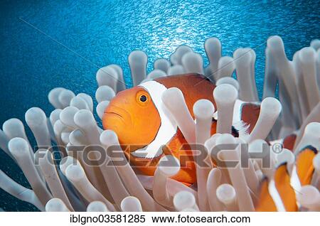 Stock Photography - "Ocellaris Clownfish or False Percula Clownfish (Amphiprion ocellaris), Philippines, Asia". Fotosearch