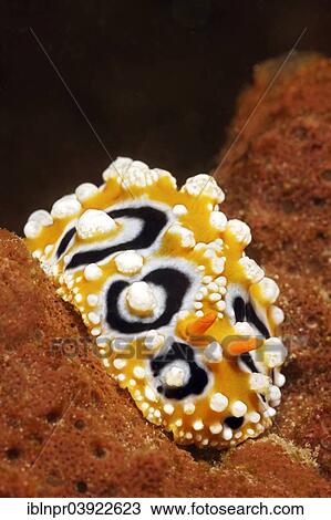 "Ocellate Phyllidia (Phyllidia ocellata), sea slug, on sponge, Sabang Beach, Puerto Galera, Mindoro, Philippines, Asia" View Large Photo Image Stock Image - "Ocellate Phyllidia (Phyllidia ocellata), sea slug, on sponge, Sabang Beach, Puerto Galera, Mindoro, Philippines, Asia". Fotosearch
