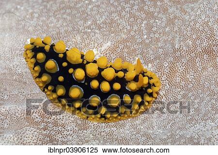 "Ocellate Phyllidia, sea slug, nudibranch (Phyllidia ocellata) crawling over soft coral, Lhaviyani Atoll, Indian Ocean, Maldives, Asia" View Large Photo Image Stock Photography - "Ocellate Phyllidia, sea slug, nudibranch (Phyllidia ocellata) crawling over soft coral, Lhaviyani Atoll, Indian Ocean, Maldives, Asia". Fotosearch