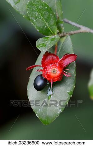 "Ochna, Bird's-eye bush or Mickey-mouse plant (Ochna kirkii) flower, occurrence in Kenya, Tanzania and Mozambique, North Rhine-Westphalia, Germany, Europe" View Large Photo Image Stock Image - "Ochna, Bird's-eye bush or Mickey-mouse plant (Ochna kirkii) flower, occurrence in Kenya, Tanzania and Mozambique, North Rhine-Westphalia, Germany, Europe". Fotosearch