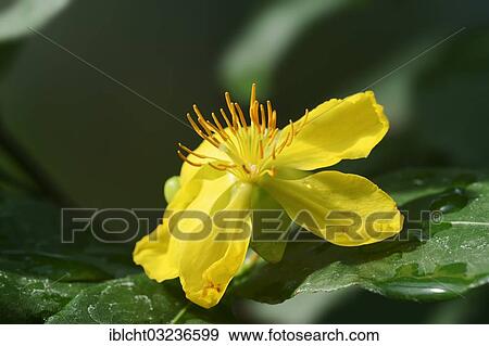 "Ochna, Bird's-eye bush or Mickey-mouse plant (Ochna kirkii) flower, occurrence in Kenya, Tanzania and Mozambique, North Rhine-Westphalia, Germany, Europe" View Large Photo Image Stock Photo - "Ochna, Bird's-eye bush or Mickey-mouse plant (Ochna kirkii) flower, occurrence in Kenya, Tanzania and Mozambique, North Rhine-Westphalia, Germany, Europe". Fotosearch