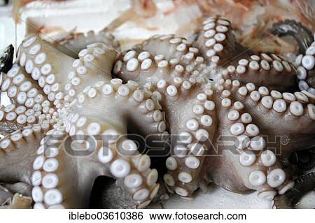 Stock Photograph - "Octopus for sale at a market, Agios Nikolaos, Crete, Greece, Europe". Fotosearch