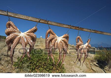 "Octopus hanging out to dry on Sithonia, Halkidiki, Greece, Europe" View Large Photo Image Stock Photo - "Octopus hanging out to dry on Sithonia, Halkidiki, Greece, Europe". Fotosearch