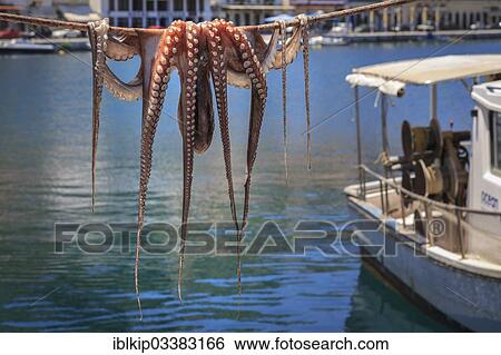 "Octopuss drying on a rope, harbor of Gytheio, Peloponnese, Greece, Europe" View Large Photo Image Stock Photograph - "Octopuss drying on a rope, harbor of Gytheio, Peloponnese, Greece, Europe". Fotosearch