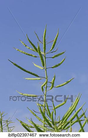 "Oilseed Rape (Brassica napus), crop, unripe green pods, Lincolnshire, England, United Kingdom, Europe" View Large Photo Image Stock Photo - "Oilseed Rape (Brassica napus), crop, unripe green pods, Lincolnshire, England, United Kingdom, Europe". Fotosearch