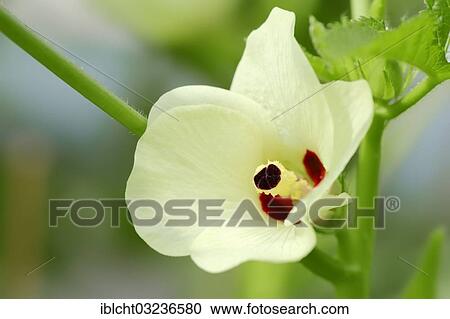 Stock Image - "Okra or Lady's Fingers (Abelmoschus esculentus, Hibiscus esculentus), in flower, Bergkamen, North Rhine-Westphalia, Germany, Europe". Fotosearch