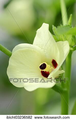 Stock Image - "Okra or Lady's Fingers (Abelmoschus esculentus, Hibiscus esculentus), in flower, Bergkamen, North Rhine-Westphalia, Germany, Europe". Fotosearch