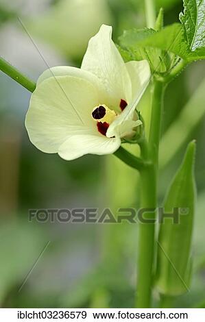 "Okra or Lady's Fingers (Abelmoschus esculentus, Hibiscus esculentus), flower and pod, Bergkamen, North Rhine-Westphalia, Germany, Europe" View Large Photo Image Stock Photo - "Okra or Lady's Fingers (Abelmoschus esculentus, Hibiscus esculentus), flower and pod, Bergkamen, North Rhine-Westphalia, Germany, Europe". Fotosearch