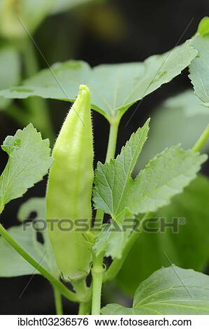 Stock Photograph - "Okra or Lady's Fingers (Abelmoschus esculentus, Hibiscus esculentus), Bergkamen, North Rhine-Westphalia, Germany, Europe". Fotosearch