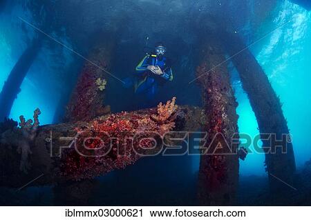 "Old abandoned pier for tankers and supply boats, overgrown with corals, diver diving beneath the pier, Padre Burgos, Southern Leyte, Philippines, Asia, Padre Burgos, -, Southern Leyte, Philippines, Asia" View Large Photo Image Stock Image - "Old abandoned pier for tankers and supply boats, overgrown with corals, diver diving beneath the pier, Padre Burgos, Southern Leyte, Philippines, Asia, Padre Burgos, -, Southern Leyte, Philippines, Asia". Fotosearch