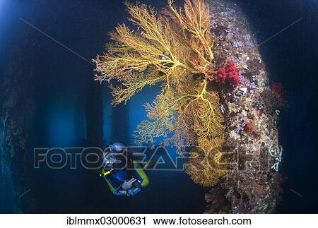 "Old abandoned pier for tankers and supply boats, overgrown with corals, diver diving beneath the pier, Padre Burgos, Southern Leyte, Philippines, Asia, Padre Burgos, -, Southern Leyte, Philippines, Asia" View Large Photo Image Stock Image - "Old abandoned pier for tankers and supply boats, overgrown with corals, diver diving beneath the pier, Padre Burgos, Southern Leyte, Philippines, Asia, Padre Burgos, -, Southern Leyte, Philippines, Asia". Fotosearch
