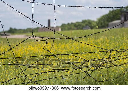 "Old barbed wire, behind camp grounds and crematorium, Buchenwald concentration camp, Weimar, Thuringia, Germany, Europe" View Large Photo Image Stock Photograph - "Old barbed wire, behind camp grounds and crematorium, Buchenwald concentration camp, Weimar, Thuringia, Germany, Europe". Fotosearch