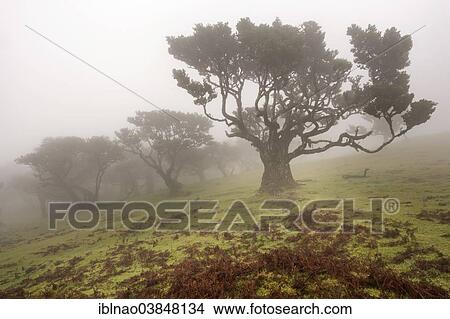"Old Bay Laurel Trees (Laurus nobilis) in the fog, Maderira, Portugal, Europe" View Large Photo Image Picture - "Old Bay Laurel Trees (Laurus nobilis) in the fog, Maderira, Portugal, Europe". Fotosearch