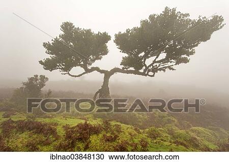 "Old Bay Laurel Trees (Laurus nobilis) in the fog, Maderira, Portugal, Europe" View Large Photo Image Stock Image - "Old Bay Laurel Trees (Laurus nobilis) in the fog, Maderira, Portugal, Europe". Fotosearch