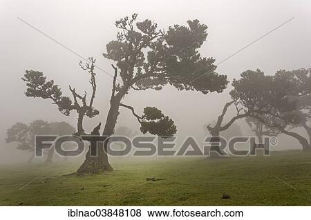 "Old Bay Laurel Trees (Laurus nobilis) in the fog, Maderira, Portugal, Europe" View Large Photo Image Stock Photo - "Old Bay Laurel Trees (Laurus nobilis) in the fog, Maderira, Portugal, Europe". Fotosearch