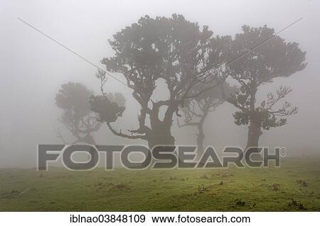 "Old Bay Laurel Trees (Laurus nobilis) in the fog, Maderira, Portugal, Europe" View Large Photo Image Stock Photo - "Old Bay Laurel Trees (Laurus nobilis) in the fog, Maderira, Portugal, Europe". Fotosearch