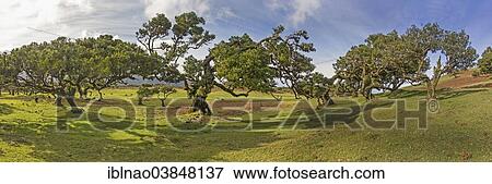Stock Photo - "Old Bay Laurel Trees (Laurus nobilis), Maderira, Portugal, Europe". Fotosearch