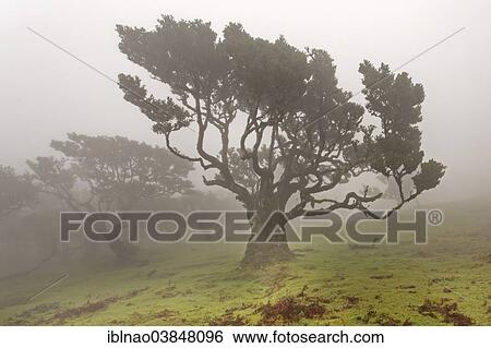 "Old Bay Laurel Trees (Laurus nobilis) in the fog, Maderira, Portugal, Europe" View Large Photo Image Stock Photograph - "Old Bay Laurel Trees (Laurus nobilis) in the fog, Maderira, Portugal, Europe". Fotosearch