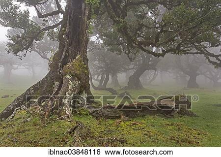 "Old Bay Laurel Trees (Laurus nobilis) in the fog, Maderira, Portugal, Europe" View Large Photo Image Stock Photograph - "Old Bay Laurel Trees (Laurus nobilis) in the fog, Maderira, Portugal, Europe". Fotosearch