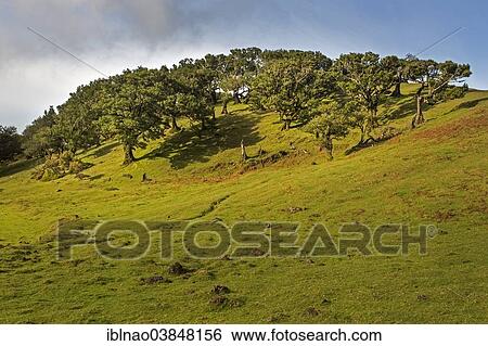"Old Bay Laurel Trees (Laurus nobilis), Maderira, Portugal, Europe" View Large Photo Image Stock Photograph - "Old Bay Laurel Trees (Laurus nobilis), Maderira, Portugal, Europe". Fotosearch