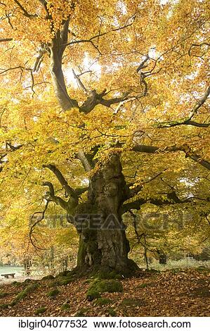 "Old beech in autumn colors on the Halloh, cellar forest, Hesse, Germany, Europe" View Large Photo Image Stock Image - "Old beech in autumn colors on the Halloh, cellar forest, Hesse, Germany, Europe". Fotosearch